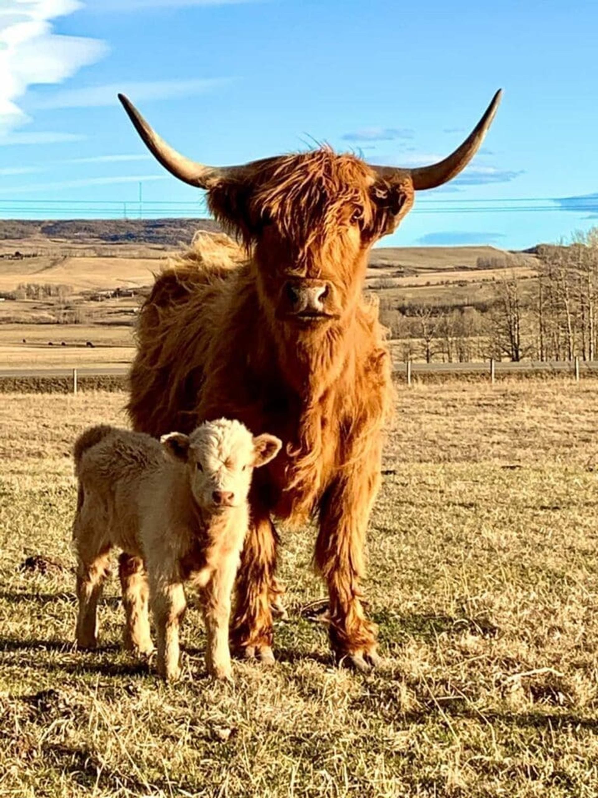 Highland cow with long horns stands behind small calf in open grassy field.