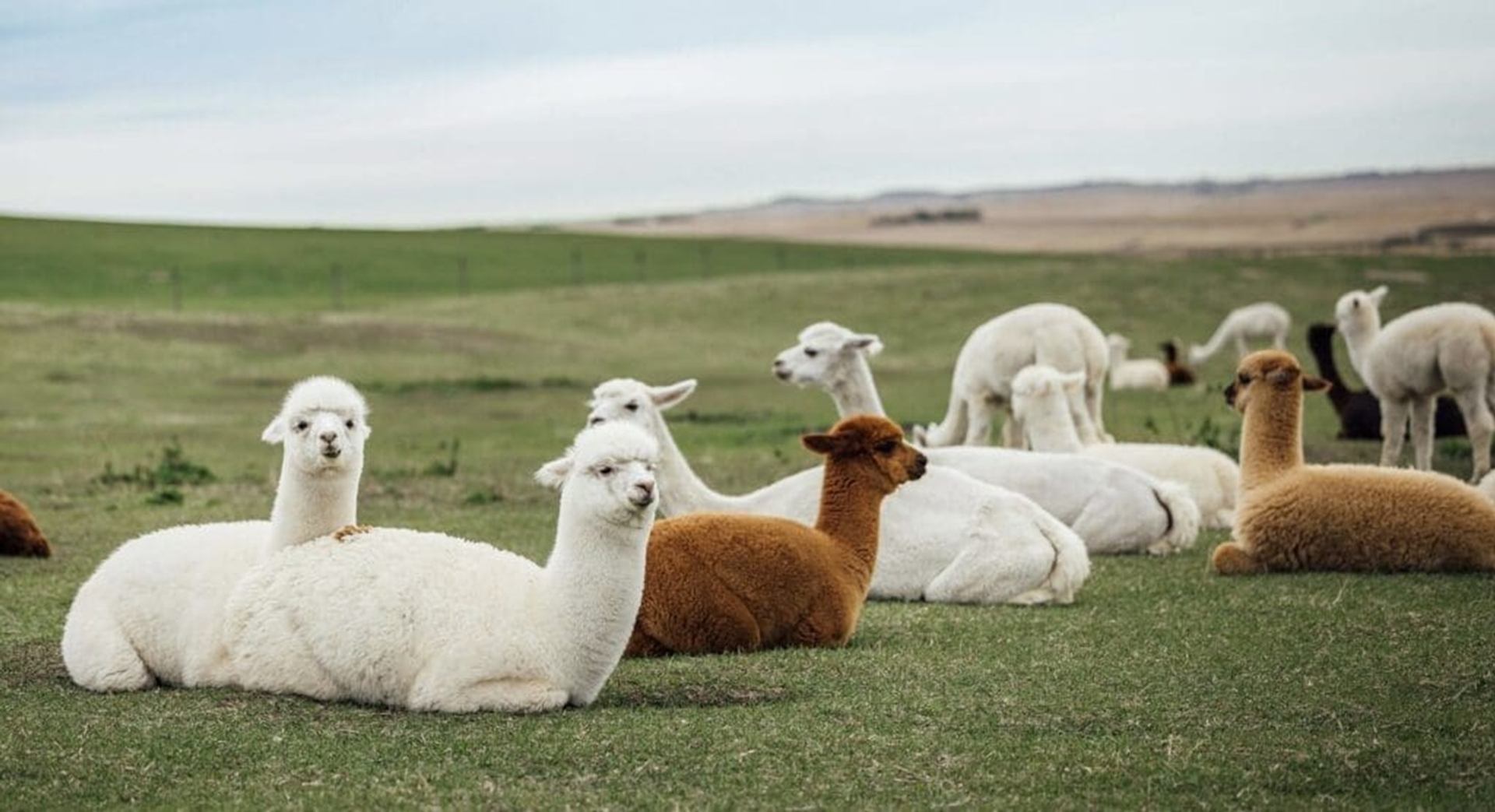 Alpacas resting and grazing on open grassy field with rolling hills in background.