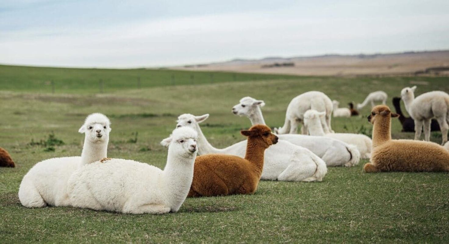 Alpacas resting and grazing on open grassy field with rolling hills in background.