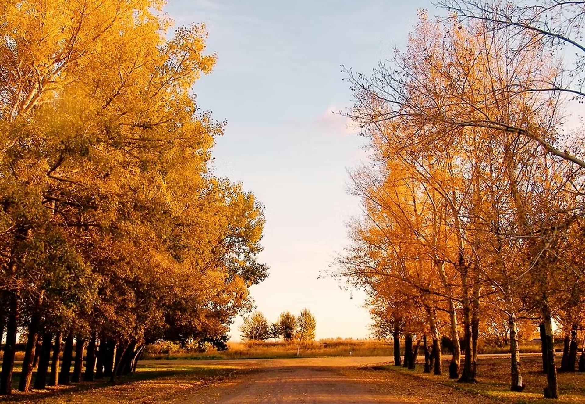 A gravel campground road lined with tall trees in autumn colors at M&C RV Park.