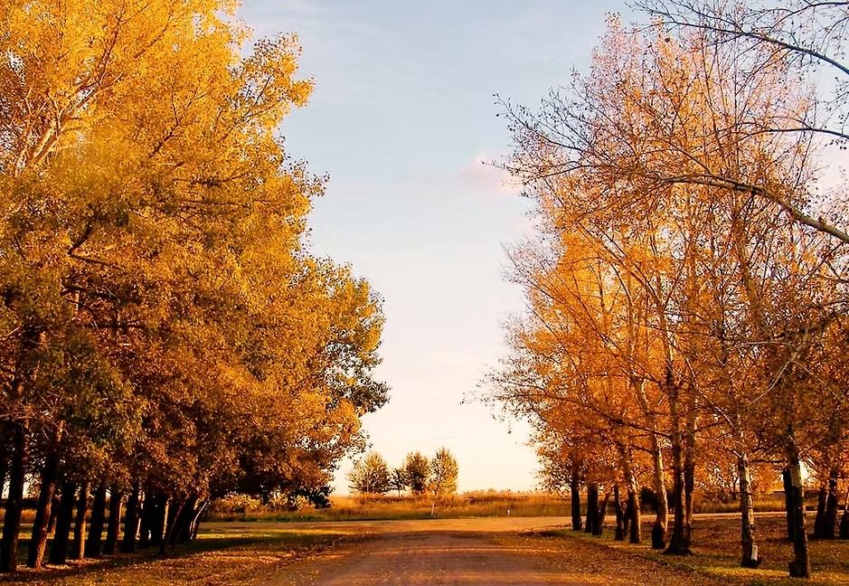A gravel campground road lined with tall trees in autumn colors at M&C RV Park.