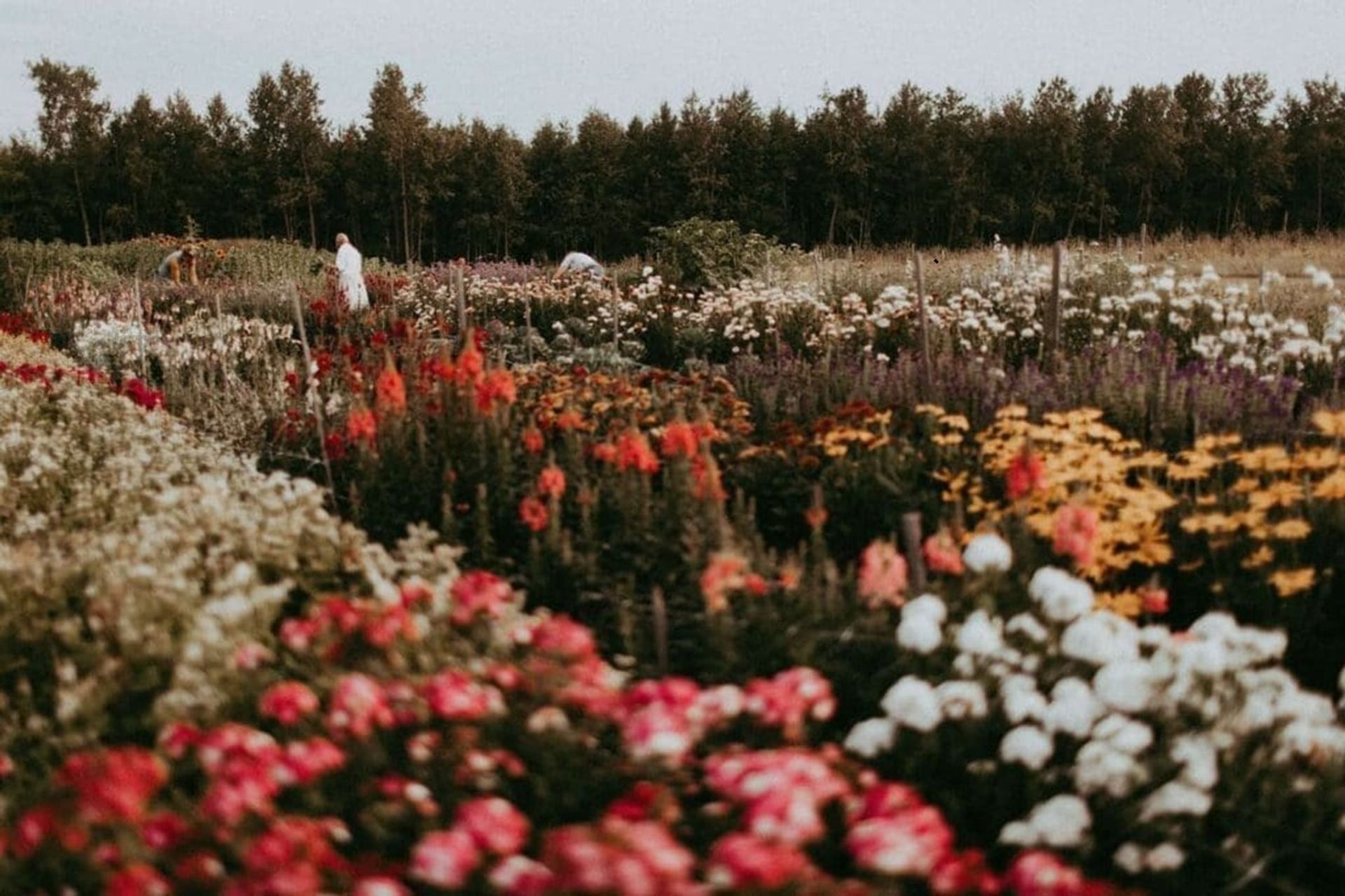 Wide flower field with people walking among colourful blooms and trees in background.