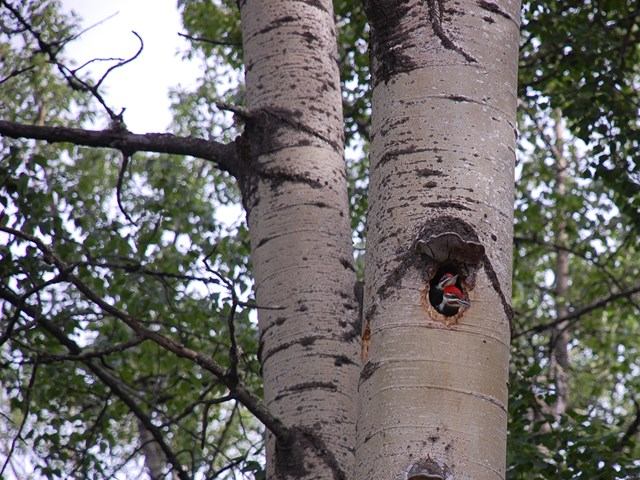 Tree trunks with a small bird peeking from a hole in bark.