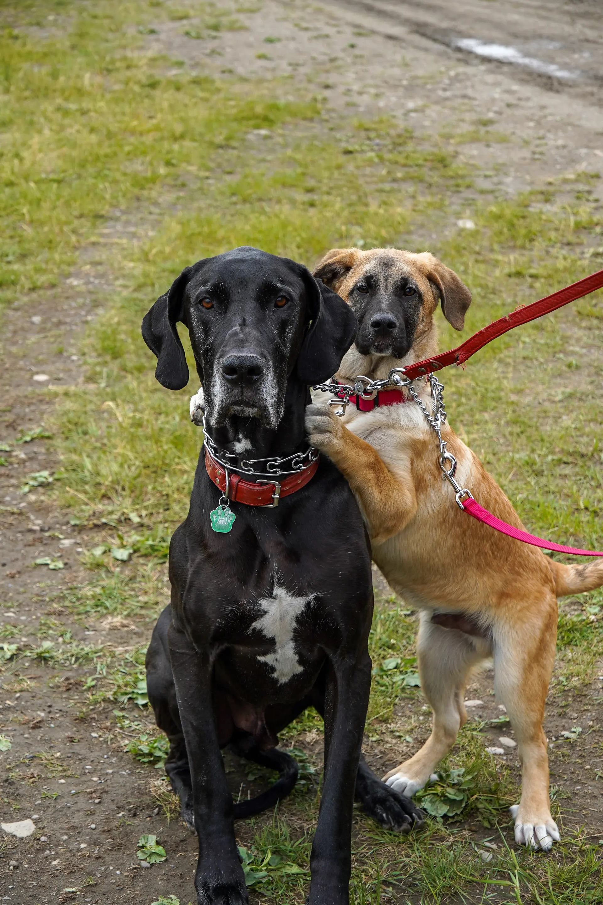 Two leashed dogs interact playfully on a grassy patch at an outdoor event.