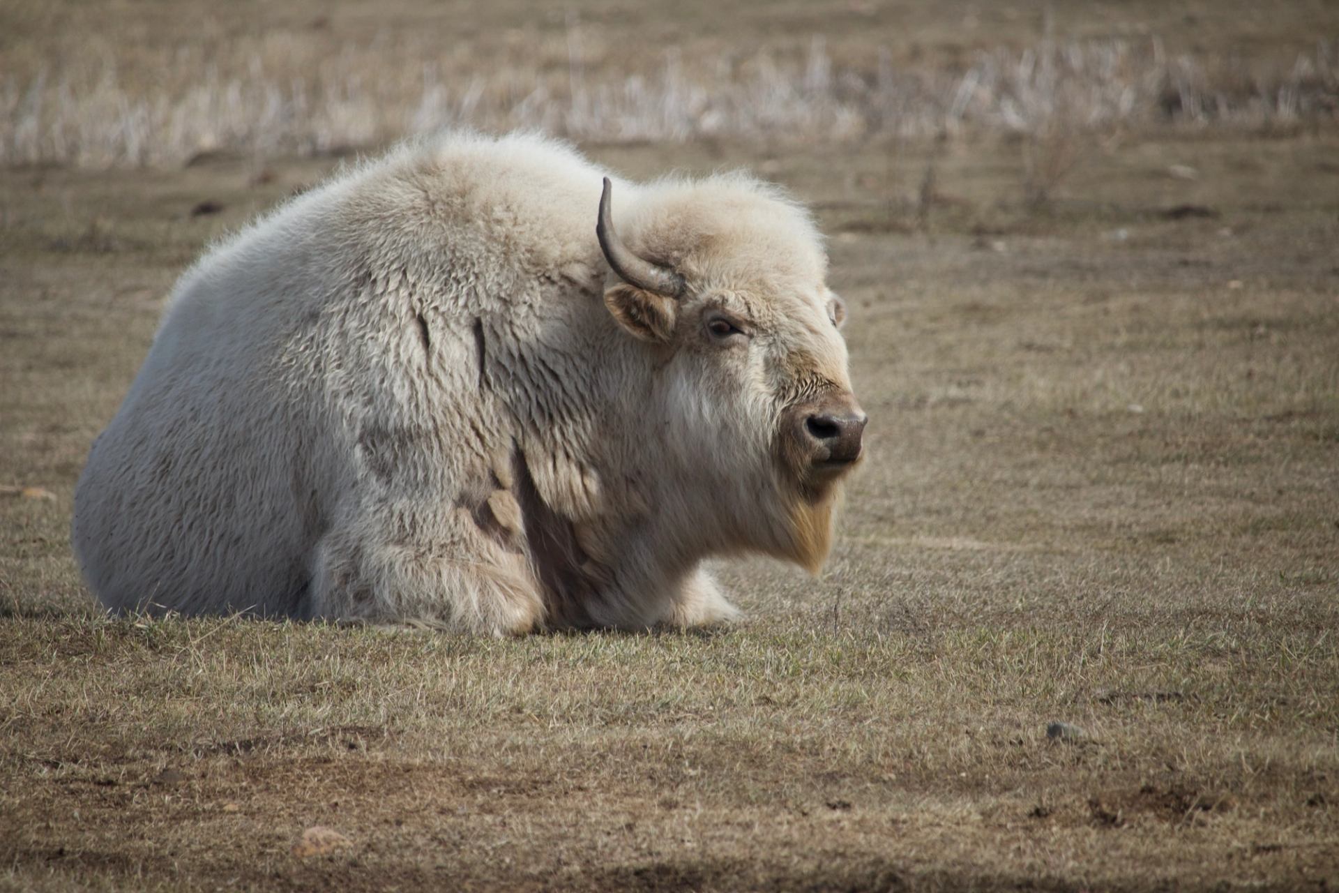 White bison with short horns resting on dry grass in an open field.