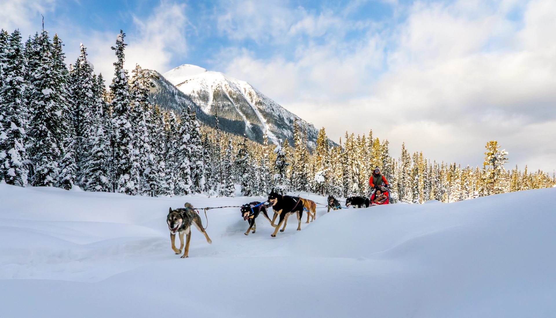Team of sled dogs running through snowy trails with mountains and trees in Banff.