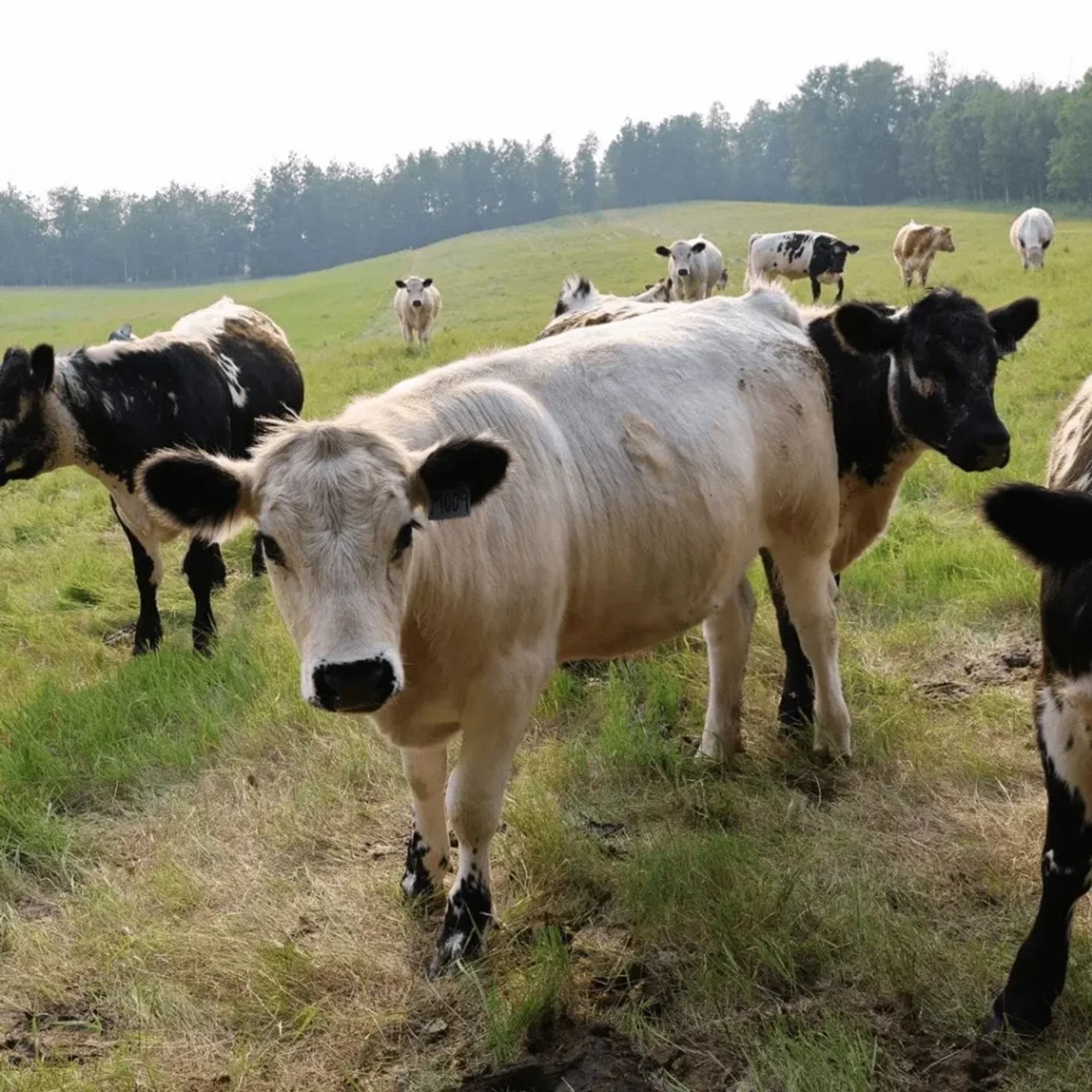 Harmonic Hills showcases a herd of cattle grazing on rolling pasture under open skies.