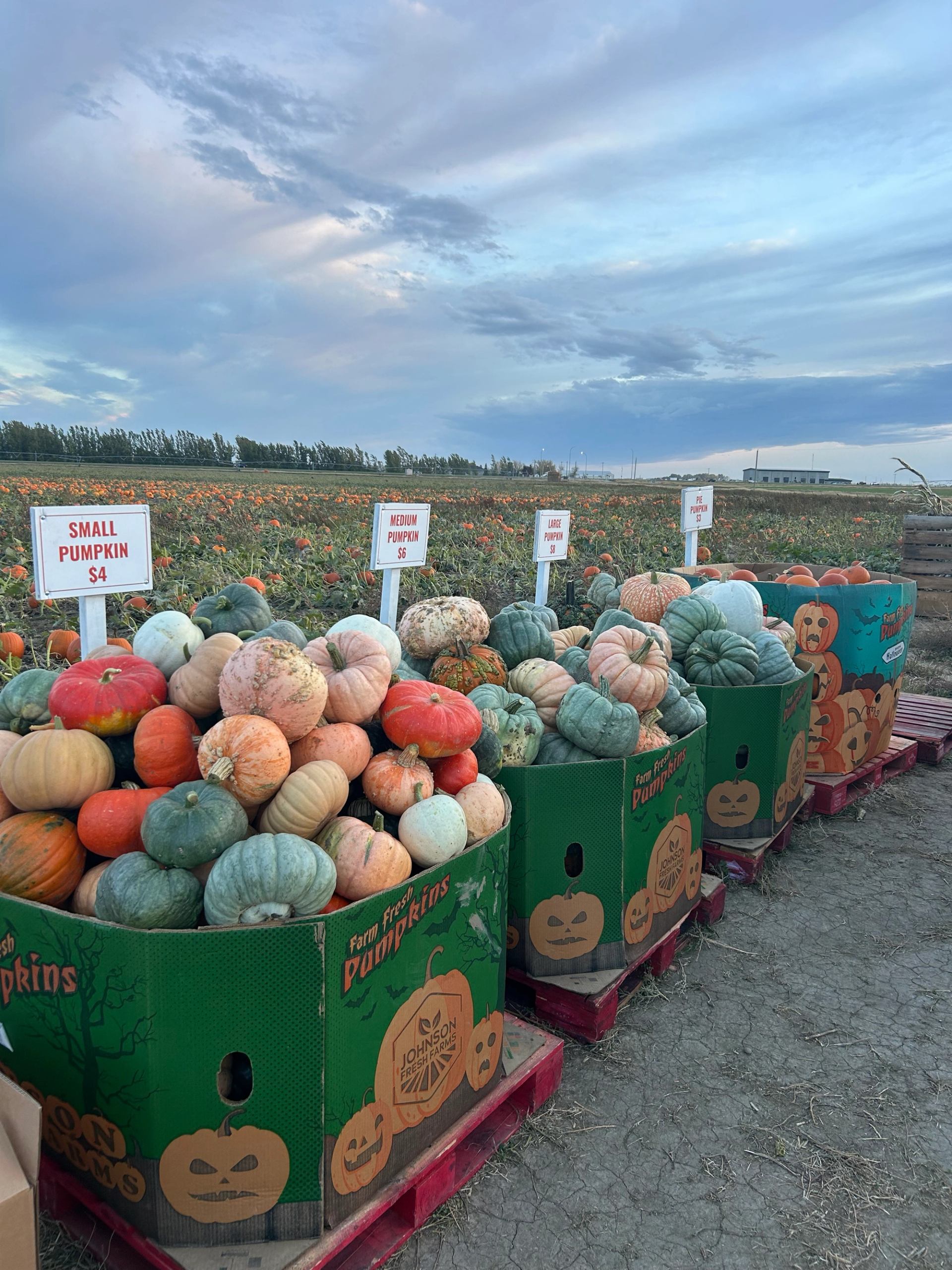 Halloween-themed bins filled with assorted pumpkins in a pumpkin patch.