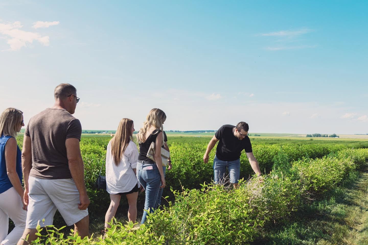 Group of people walking through green crop rows while one person examines plants.