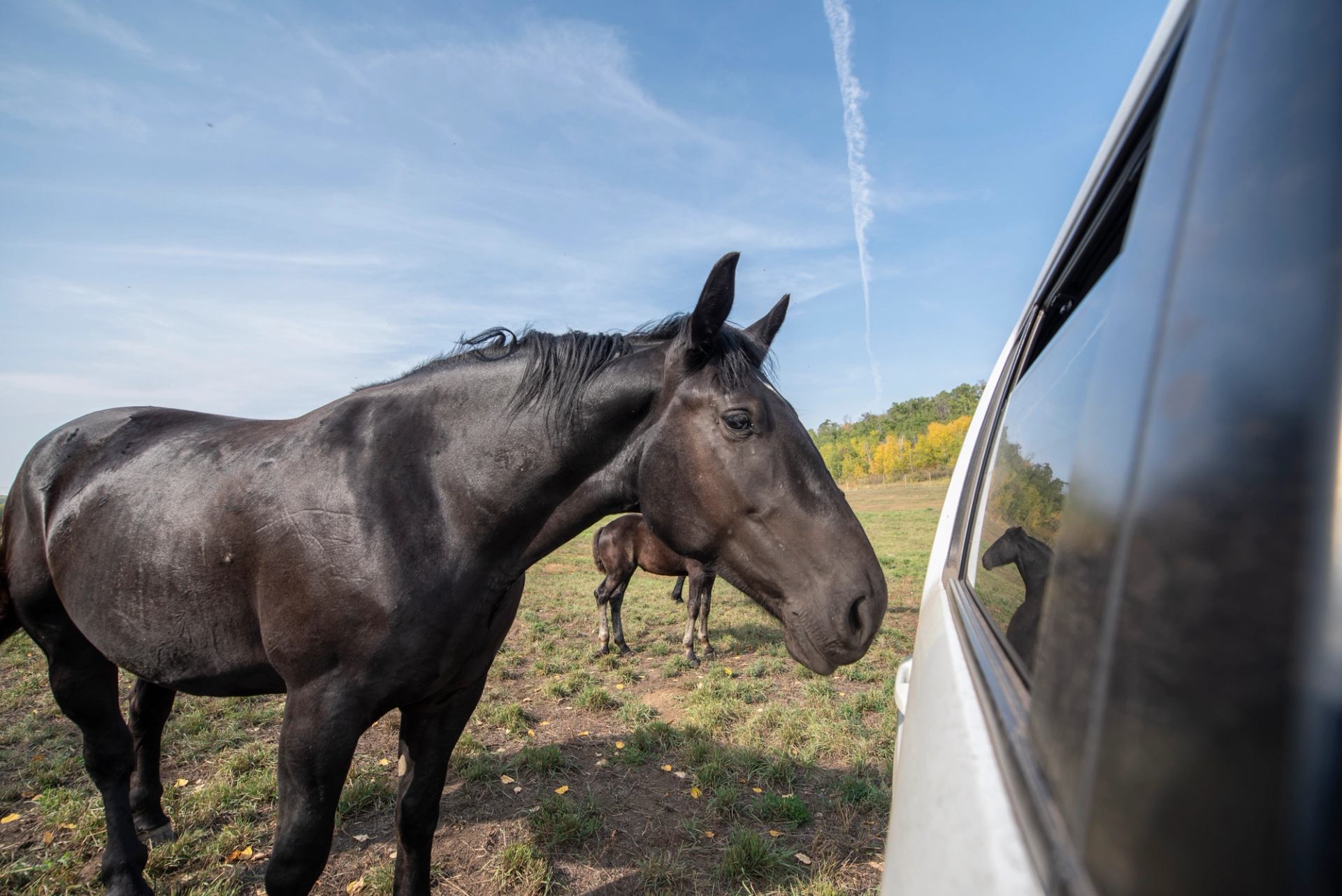 Black horse stands beside parked vehicle, reflected in window, with pasture background.