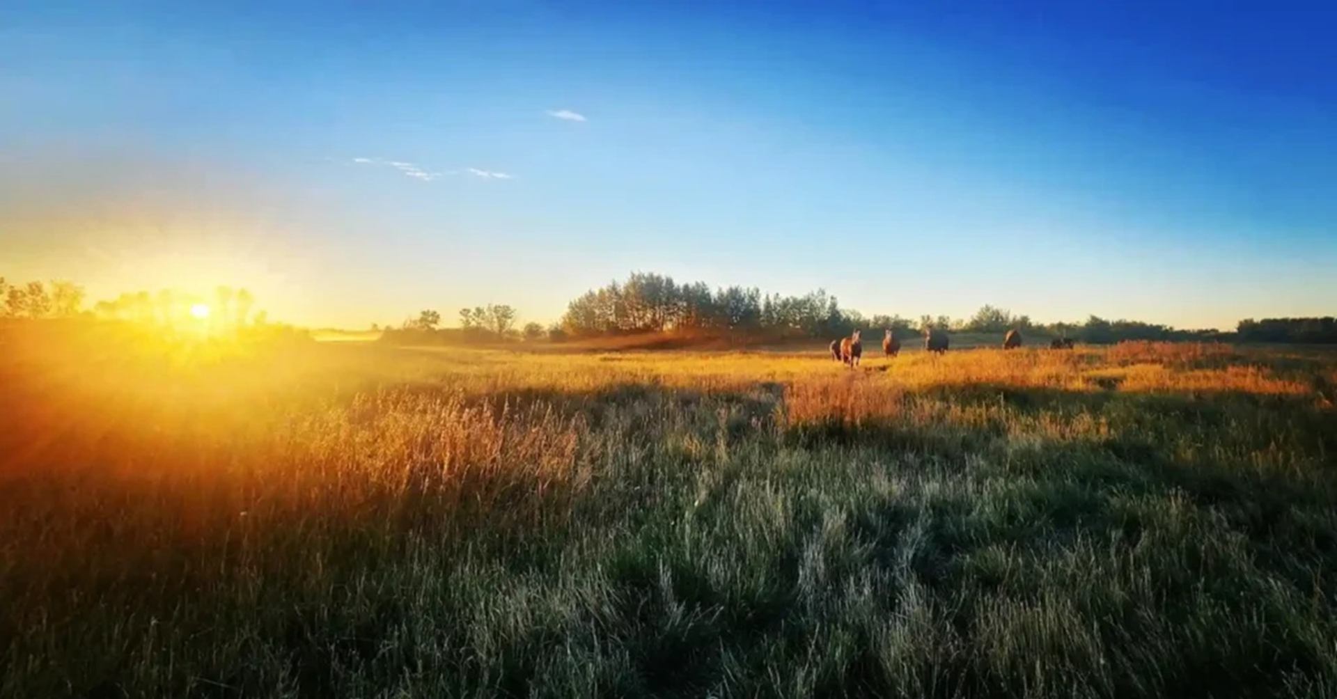 Sunlit prairie field with grazing bison and distant tree line under clear blue sky.