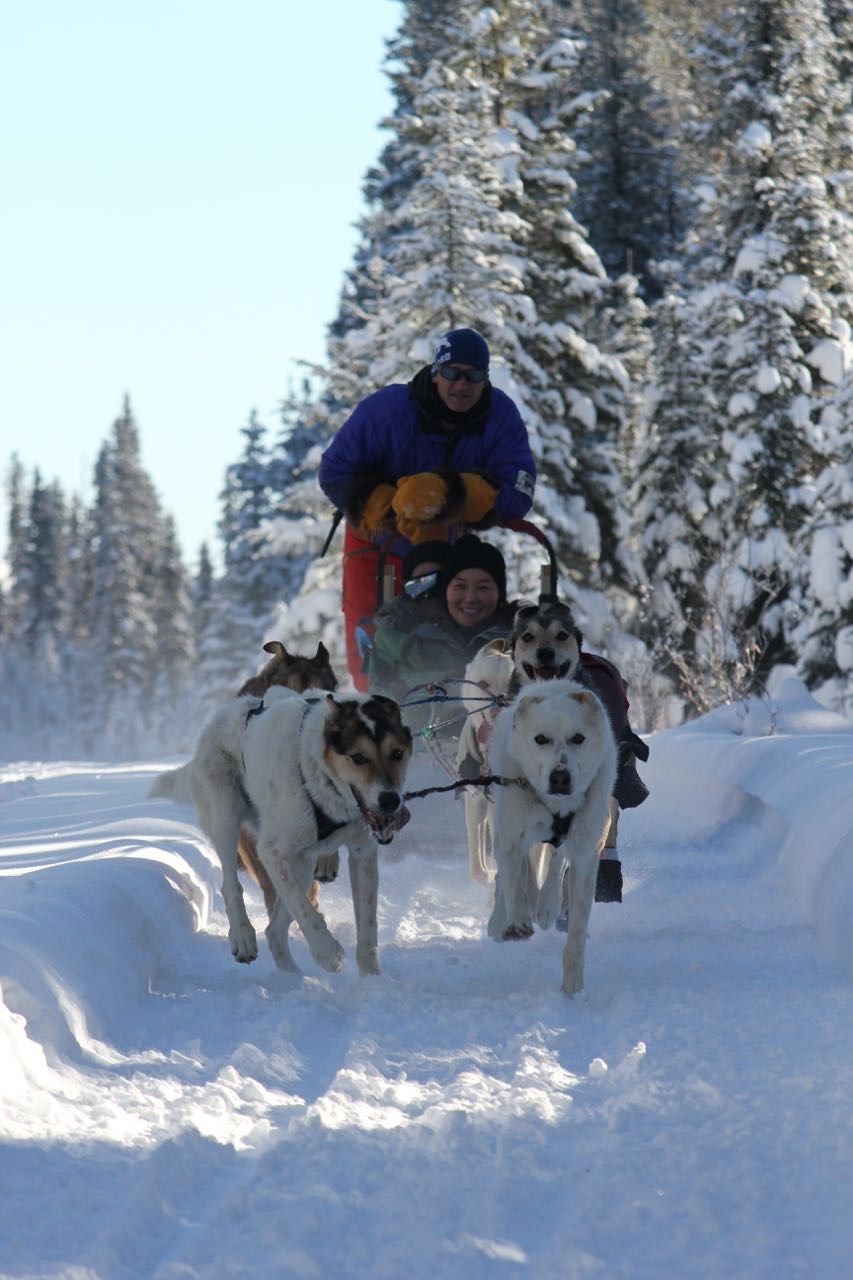 Elevation Sled Dog Adventures | Canada's Alberta thumbnail