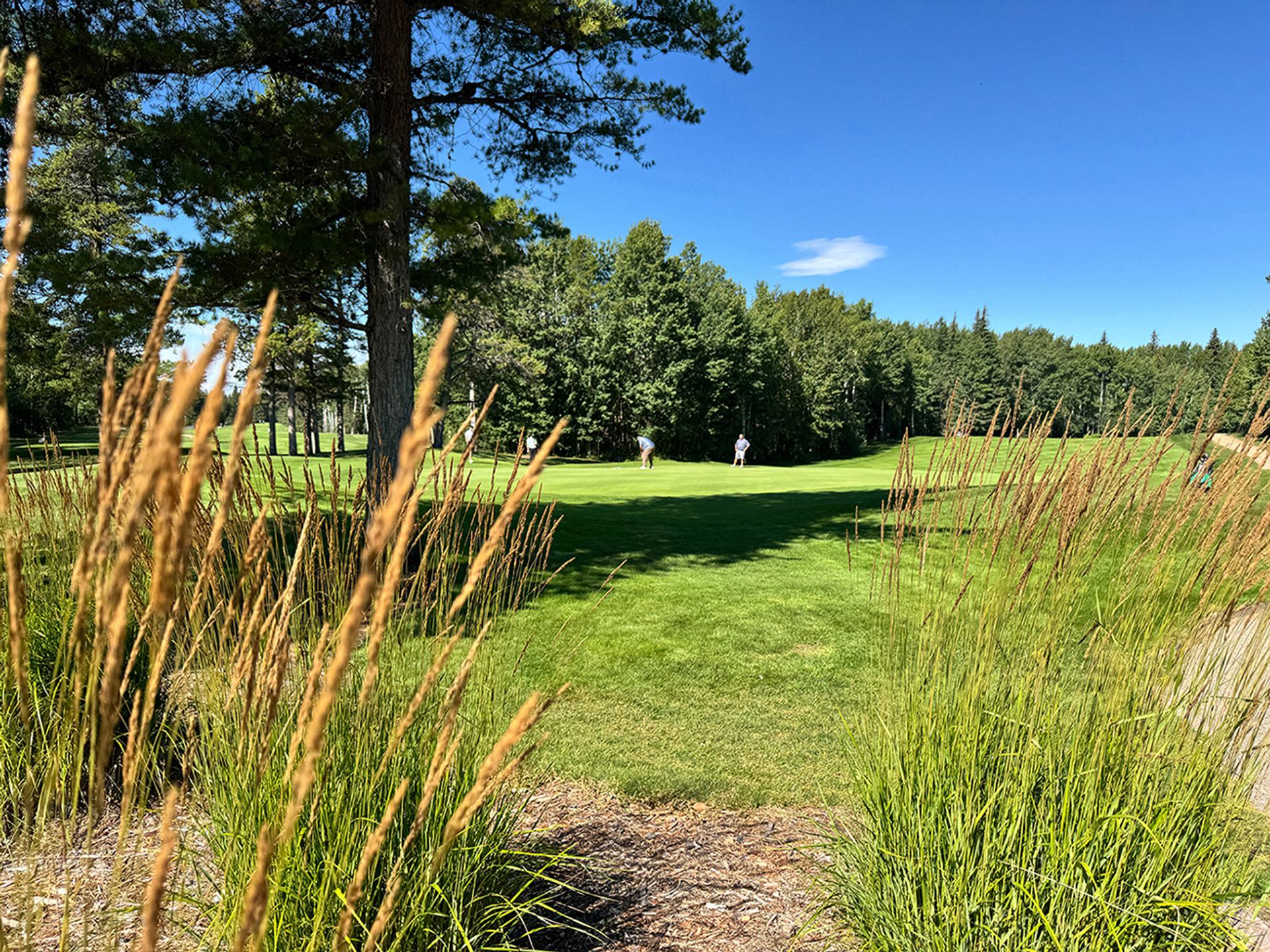 Lush green fairway at The Dunes Golf & Winter Club framed by tall grasses and trees under a clear blue sky.
