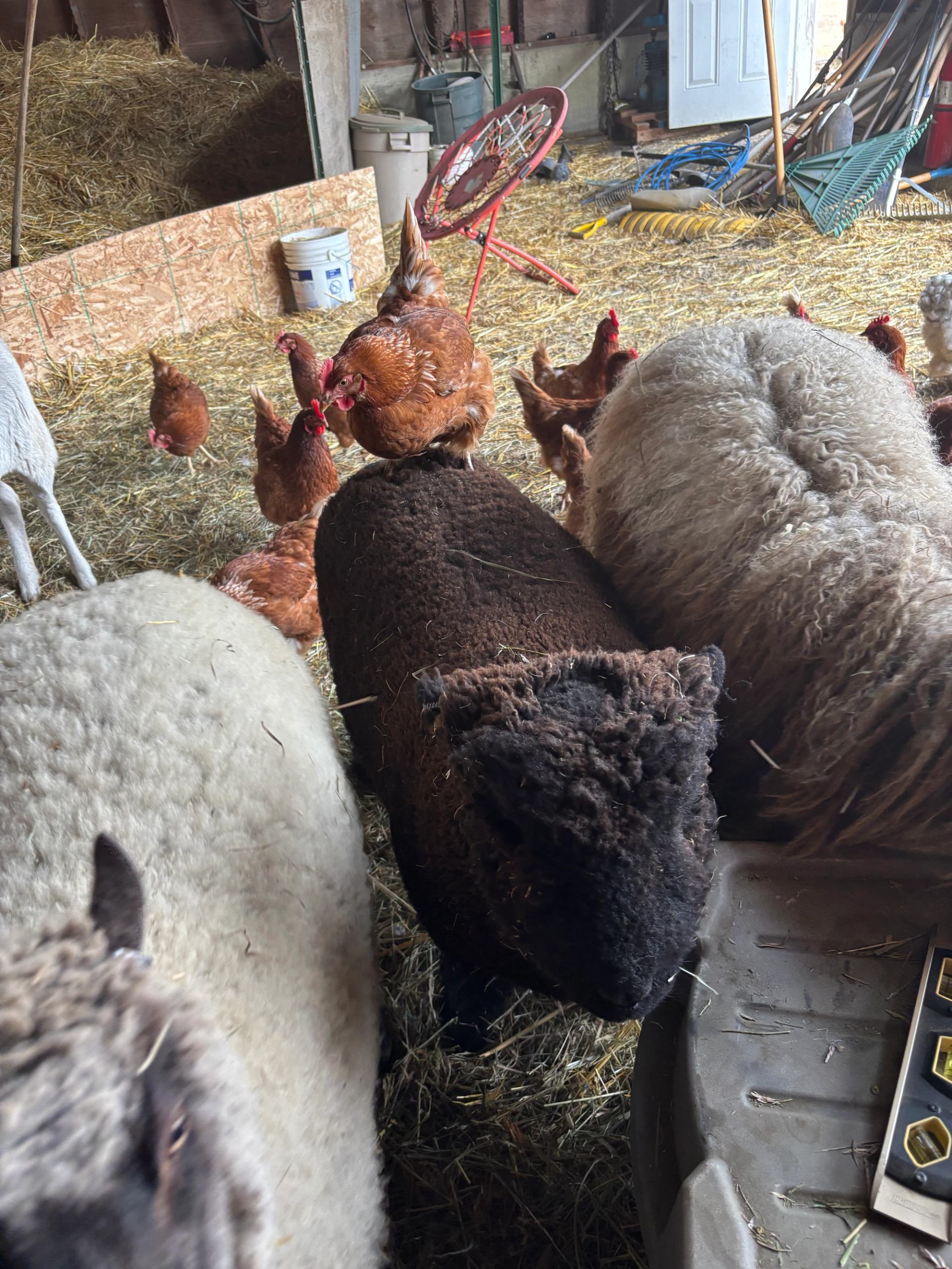 Sheep and brown chickens on a hay-covered barn floor, with one chicken perched on a sheep's back.