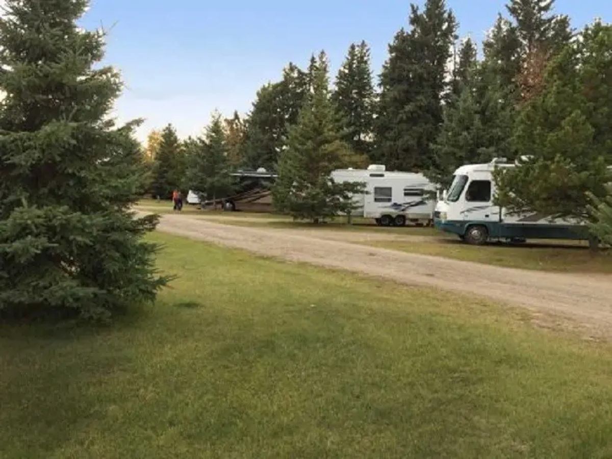 RV campground with motorhomes parked among evergreen trees beside a gravel road.