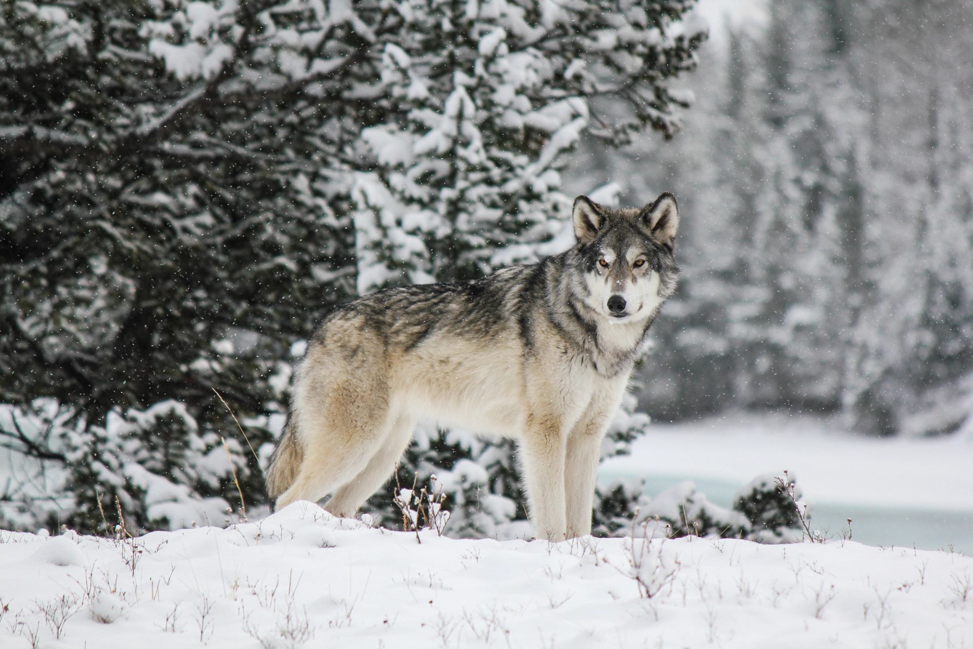 Wolfdog standing in snowy forest at Yamnuska Wolfdog Sanctuary.