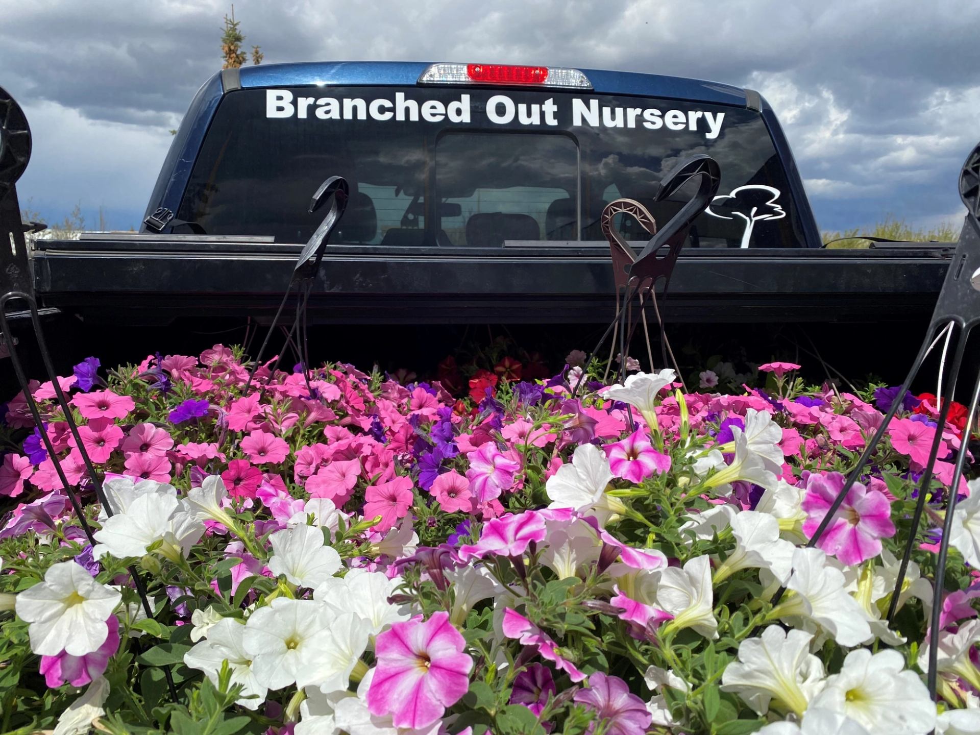 Pickup truck with Branched Out Nursery decal above baskets of pink, purple and white flowers.