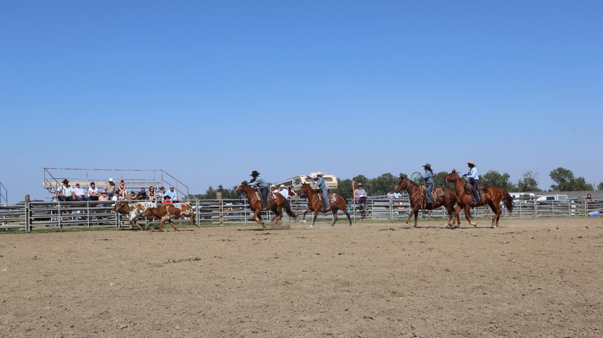 Riders on horseback chase livestock inside a fenced dirt arena during an Old Time Ranch Rodeo.