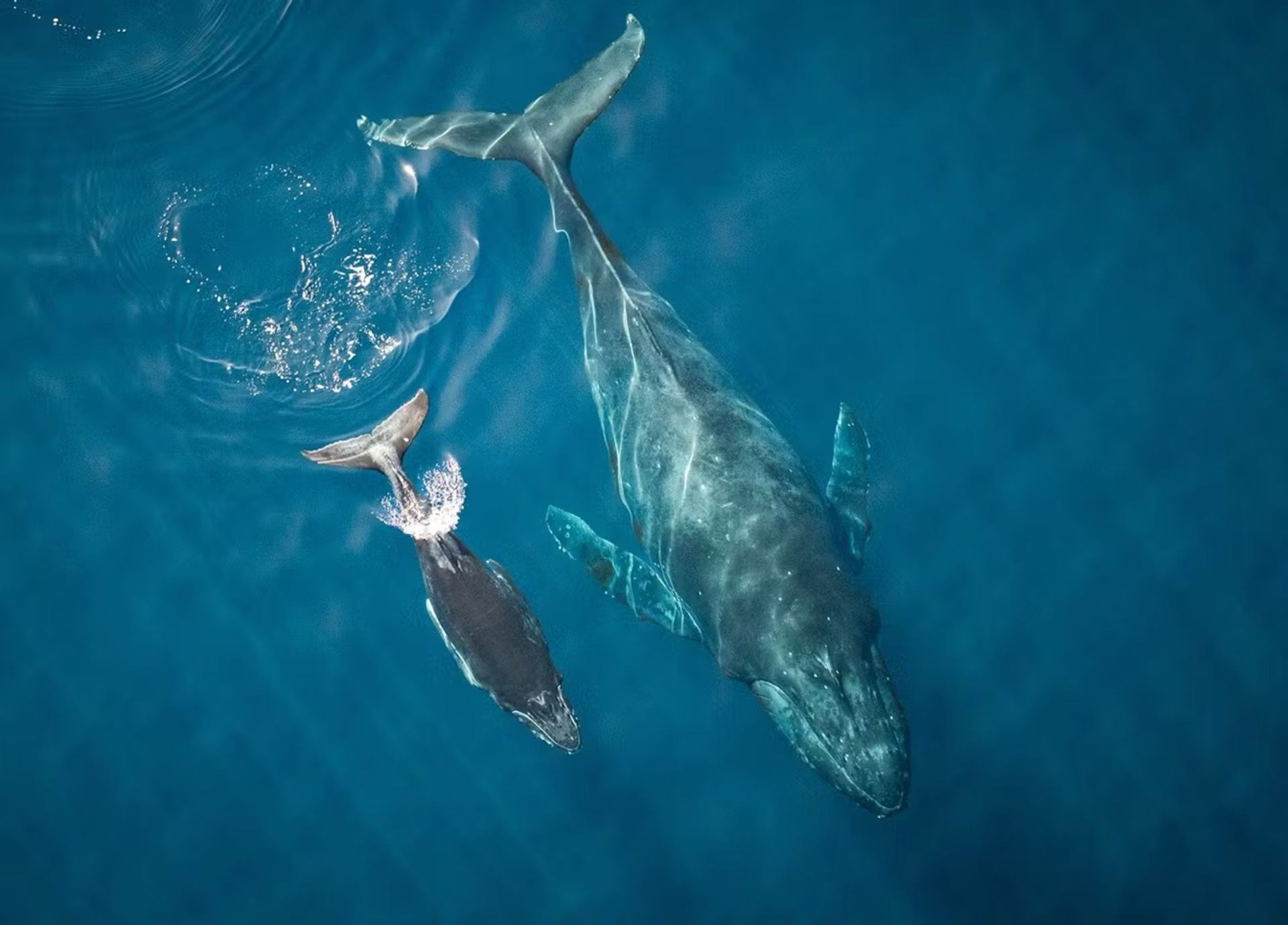 One Ocean Film Tour 2025 | Canada's Alberta thumbnail