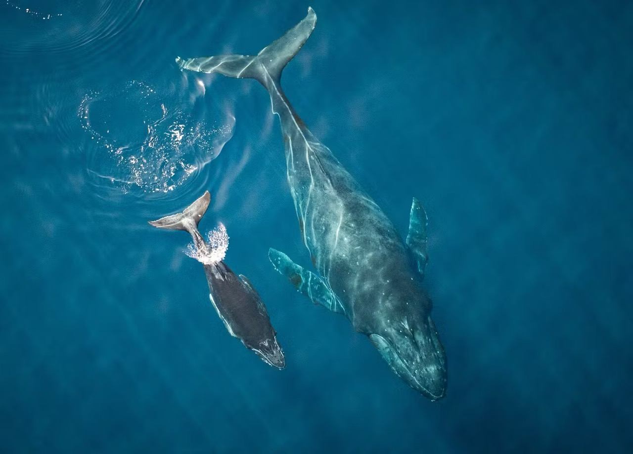 One Ocean Film Tour 2025 | Canada's Alberta thumbnail