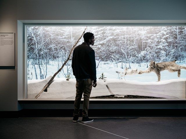 Man looking at an exhibit at the Royal Alberta Museum.