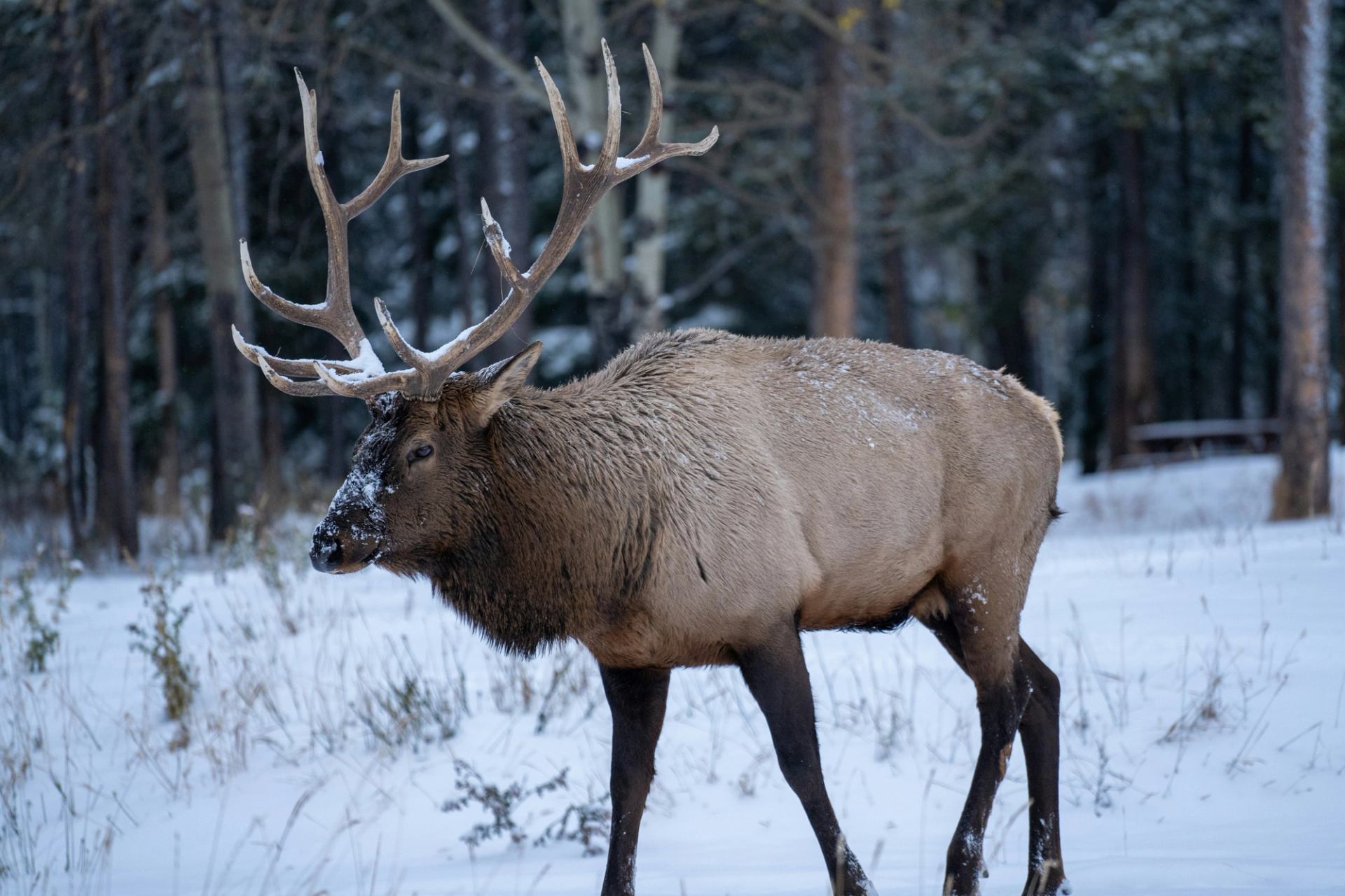Bull elk with large antlers stands in a snow-covered forest clearing.