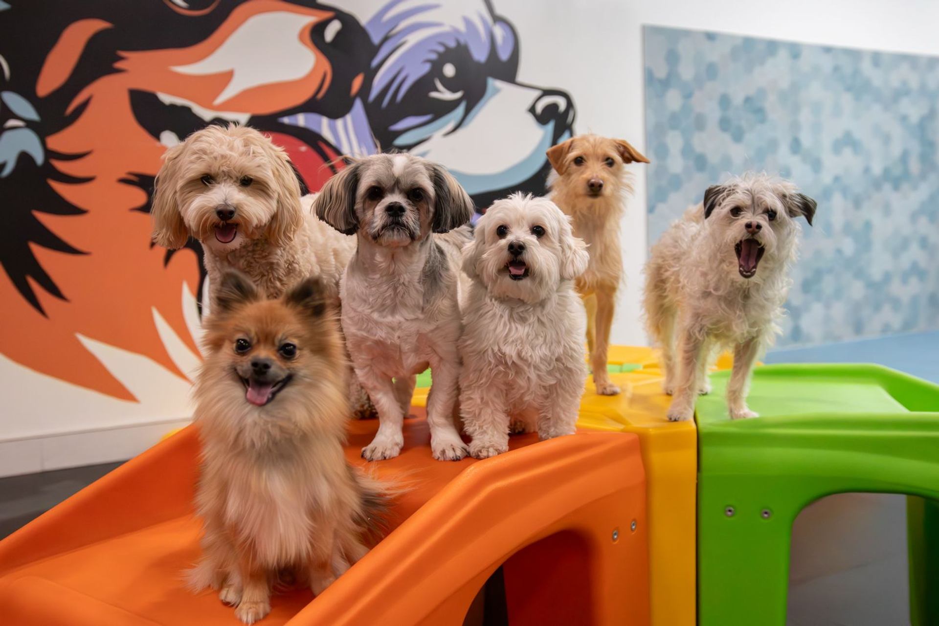 Groups of happy dogs sitting on a structure.