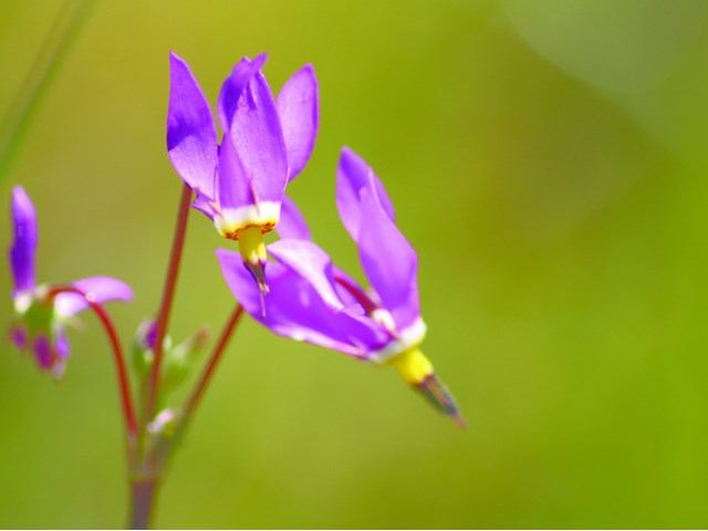 Beautiful wildflowers grow throughout the park.