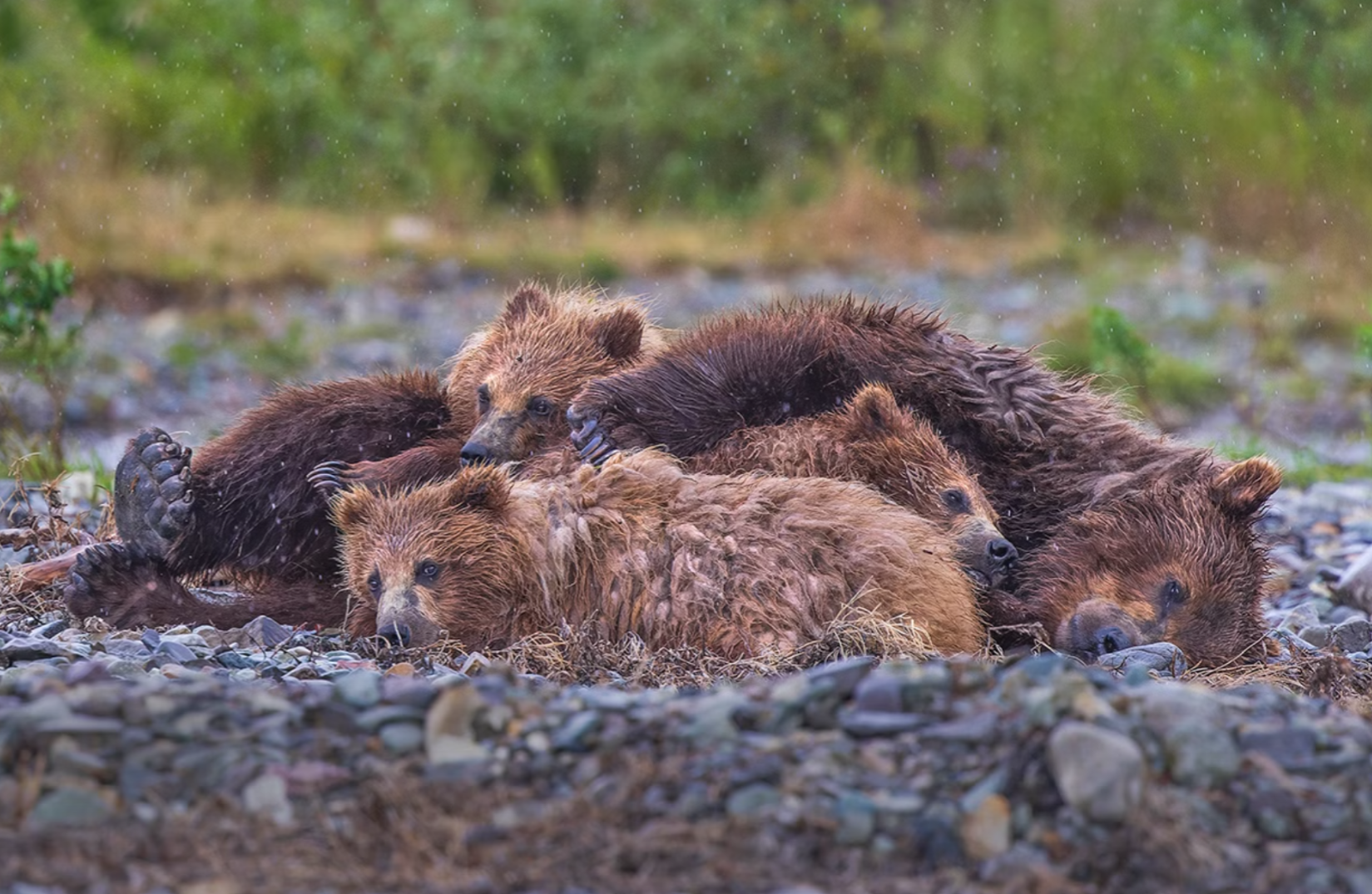 Bear cubs rest together on a rocky riverbank during light rain.