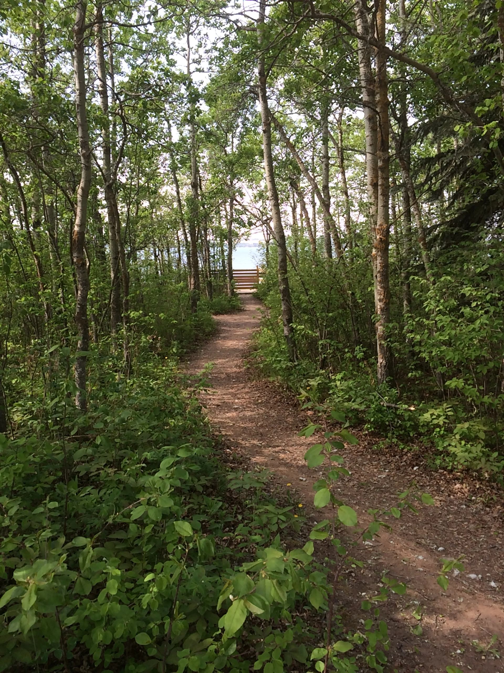 Dirt path through dense green forest leading to a wooden bench near water.