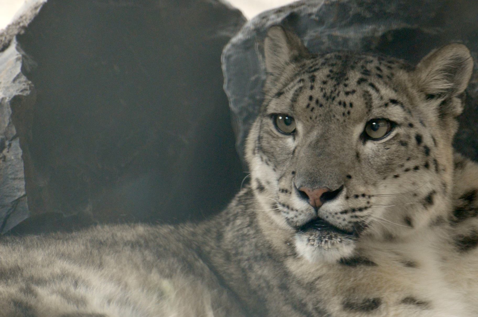 A snow leopard reclines beside large rocks, looking toward the camera with its tail curled nearby.