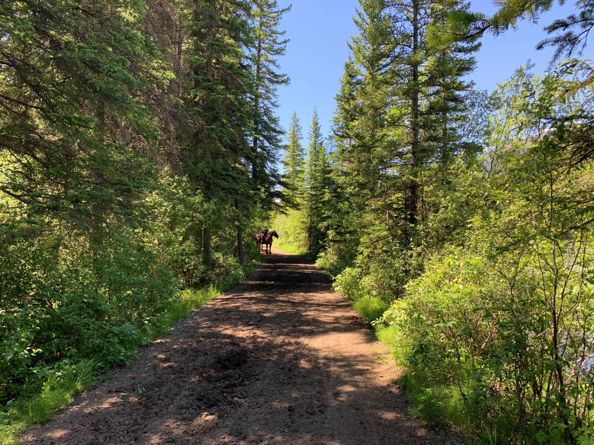 Forest trail with a horse walking ahead, surrounded by tall pine trees and green shrubs.