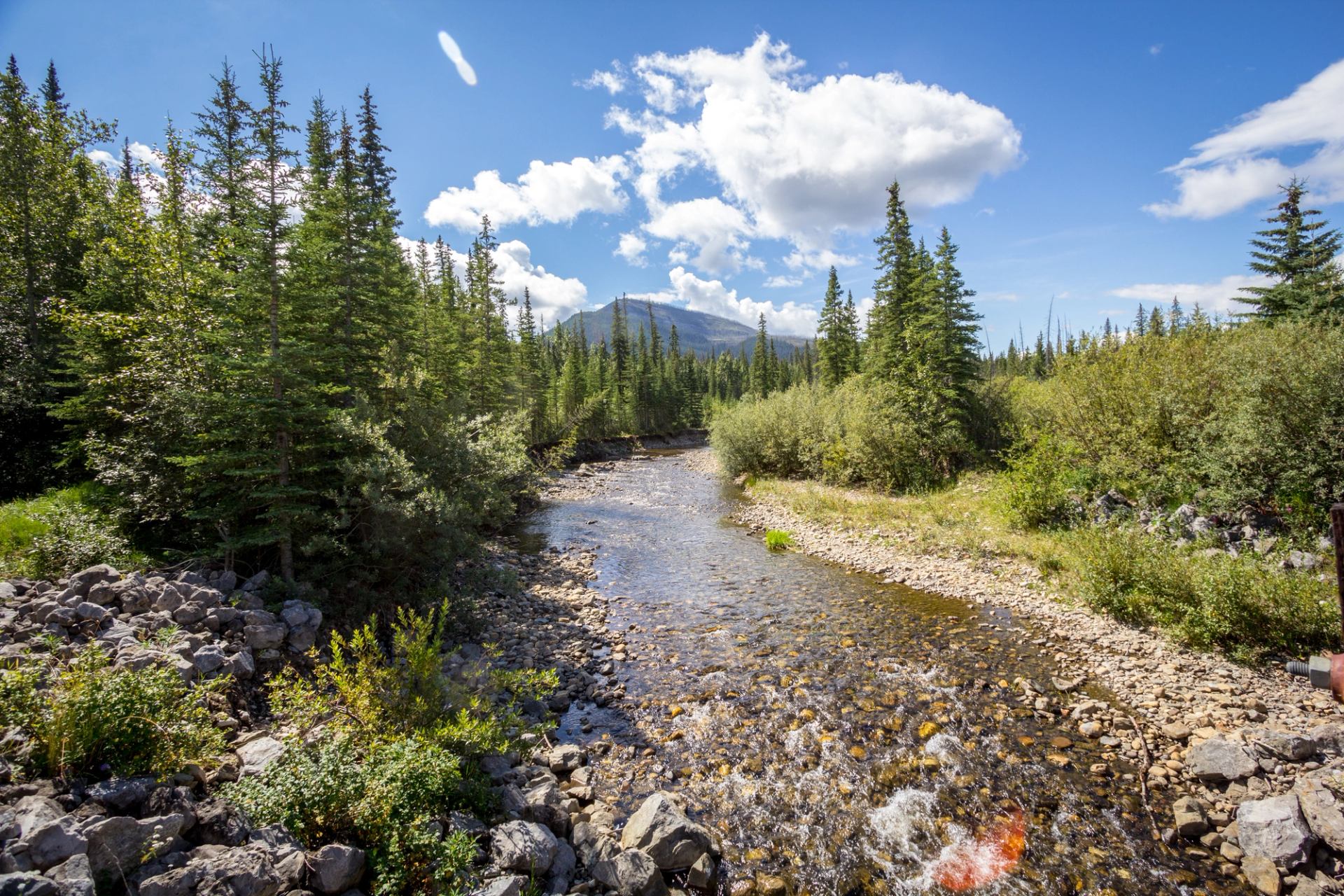 Rocky shallow river flowing through dense evergreen forest under blue sky with scattered clouds.