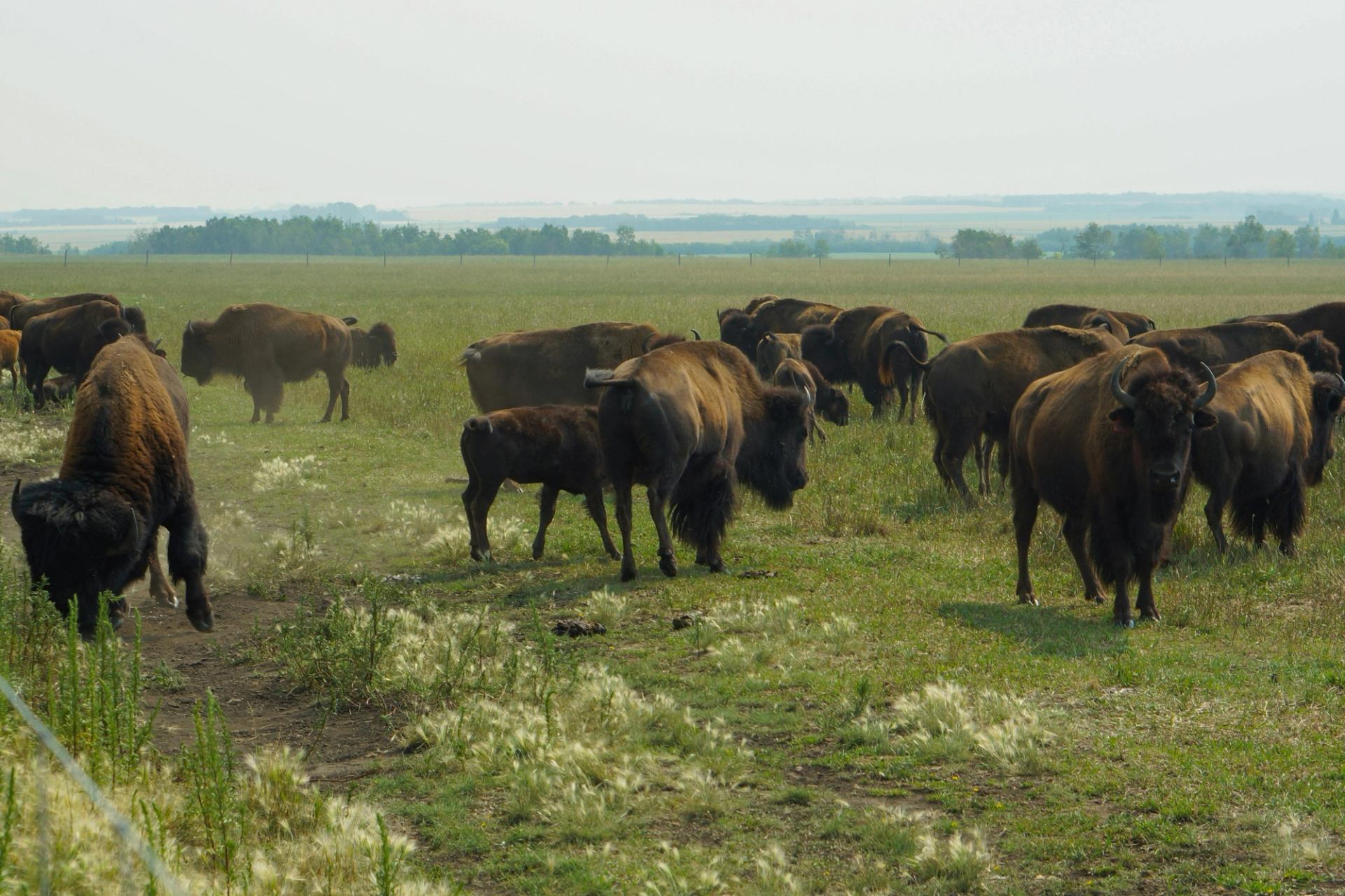 Bison herd grazes on open grassland with distant trees and low hills.