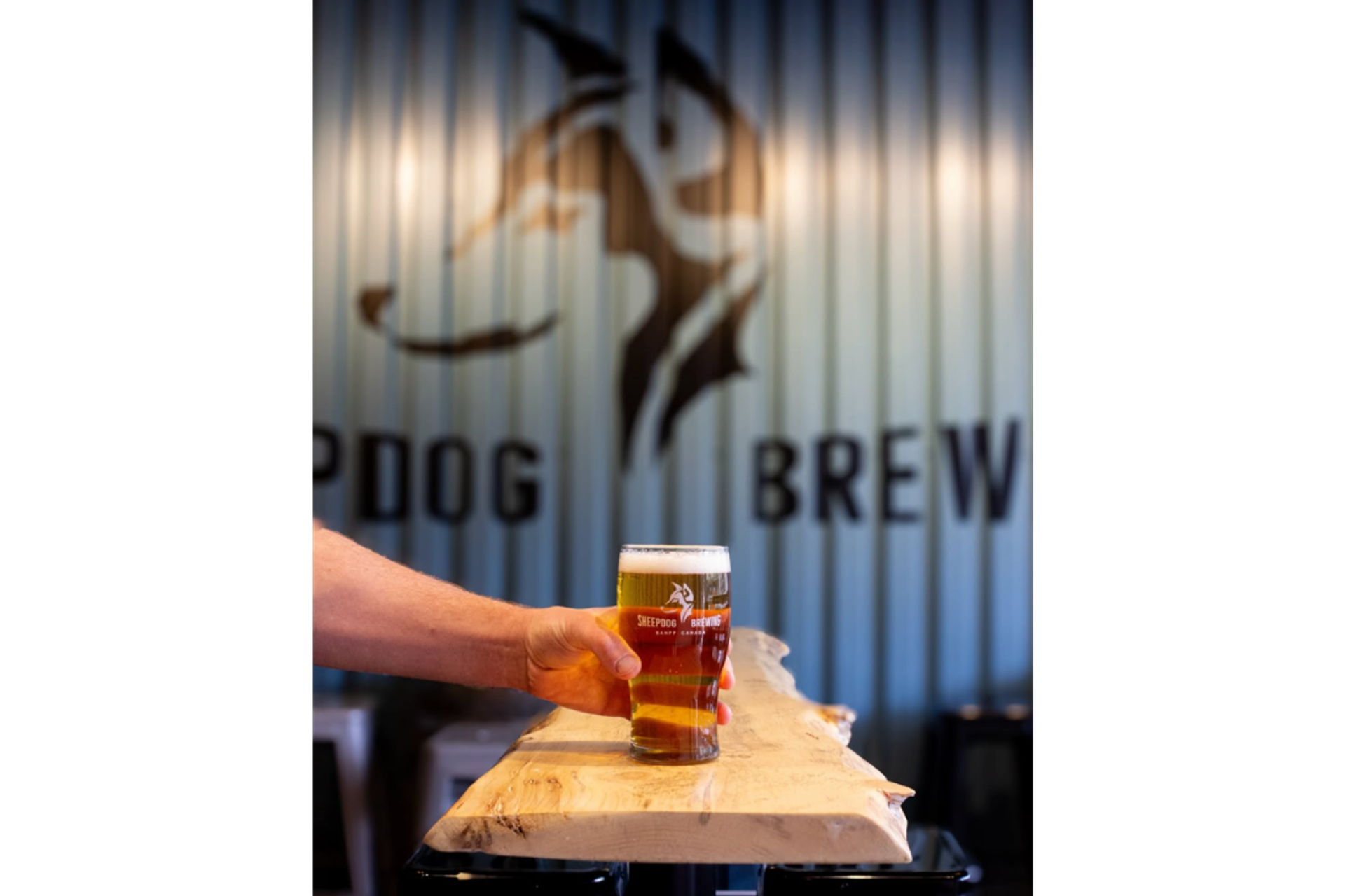 Hand places a pint of beer on a wooden bar at Sheepdog Brewing.