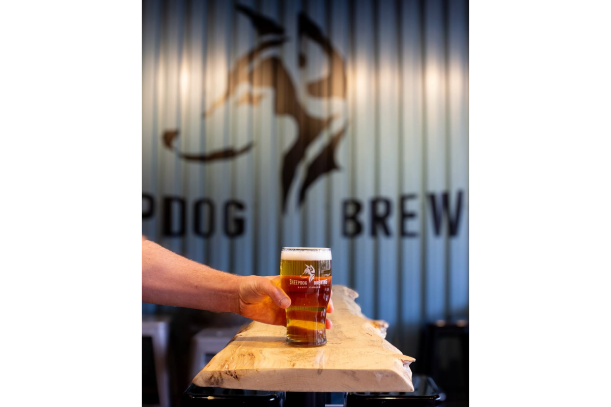 Hand places a pint of beer on a wooden bar at Sheepdog Brewing.
