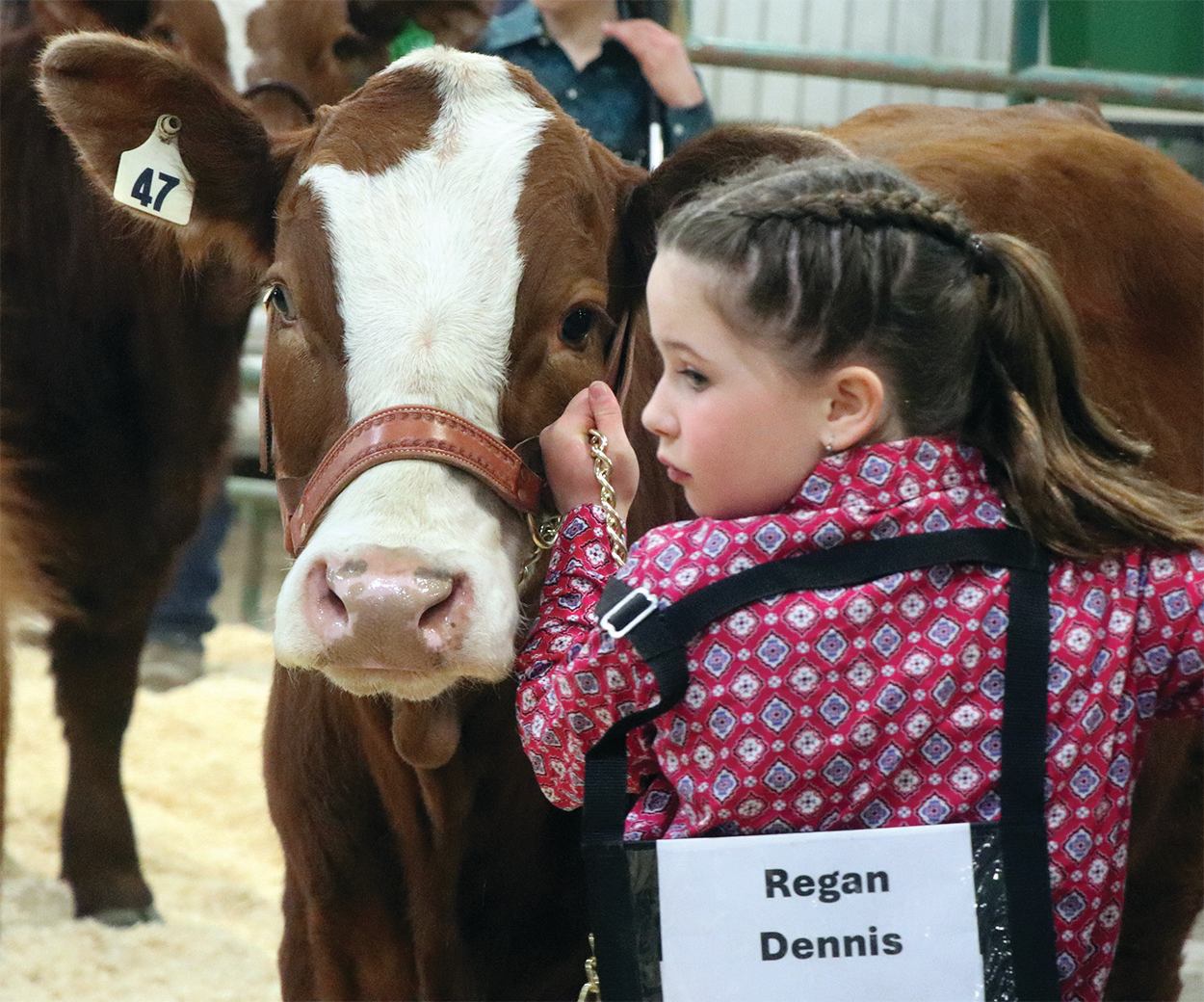A child petting a calf.