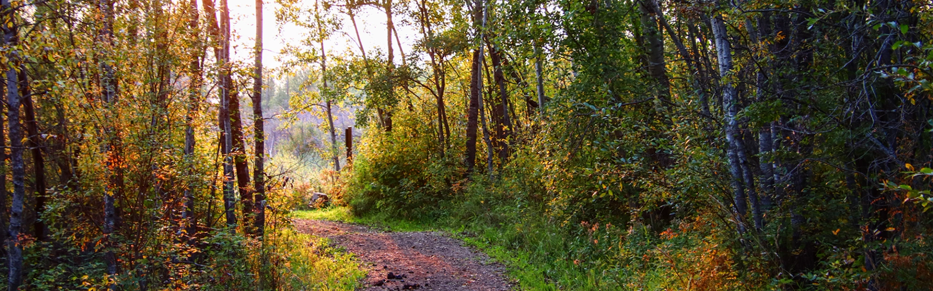 Sunlight filters through trees onto a dirt path in a green, leafy forest
