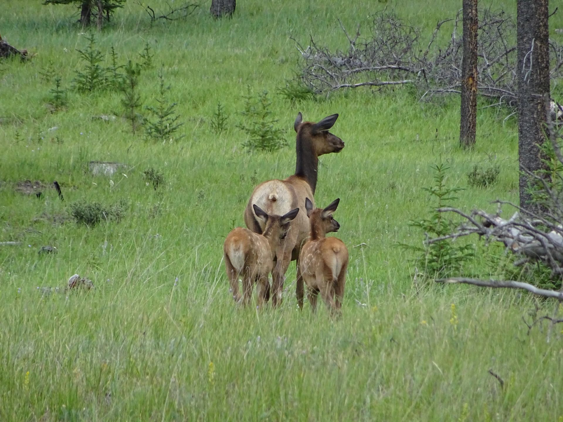Elk with three spotted calves standing in tall green grass near scattered trees.