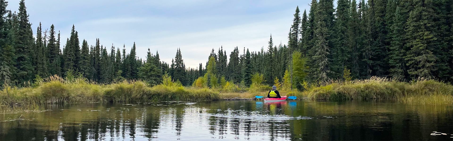 A kayaker moves across calm water framed by reeds and evergreen trees.