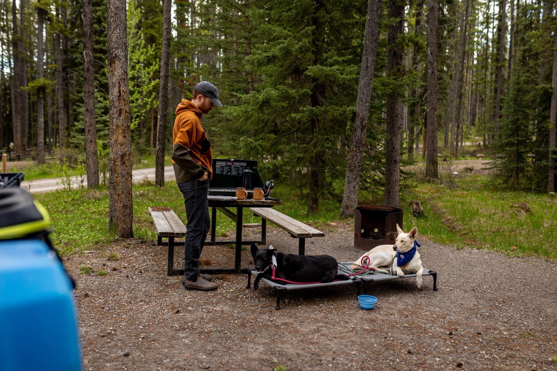 Camper stands by picnic table with laptop while two dogs rest on raised bed nearby.