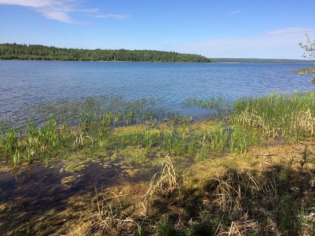 View of Lawrence Lake shore with lush vegetation in the foreground and distant trees lining the opposite shore.