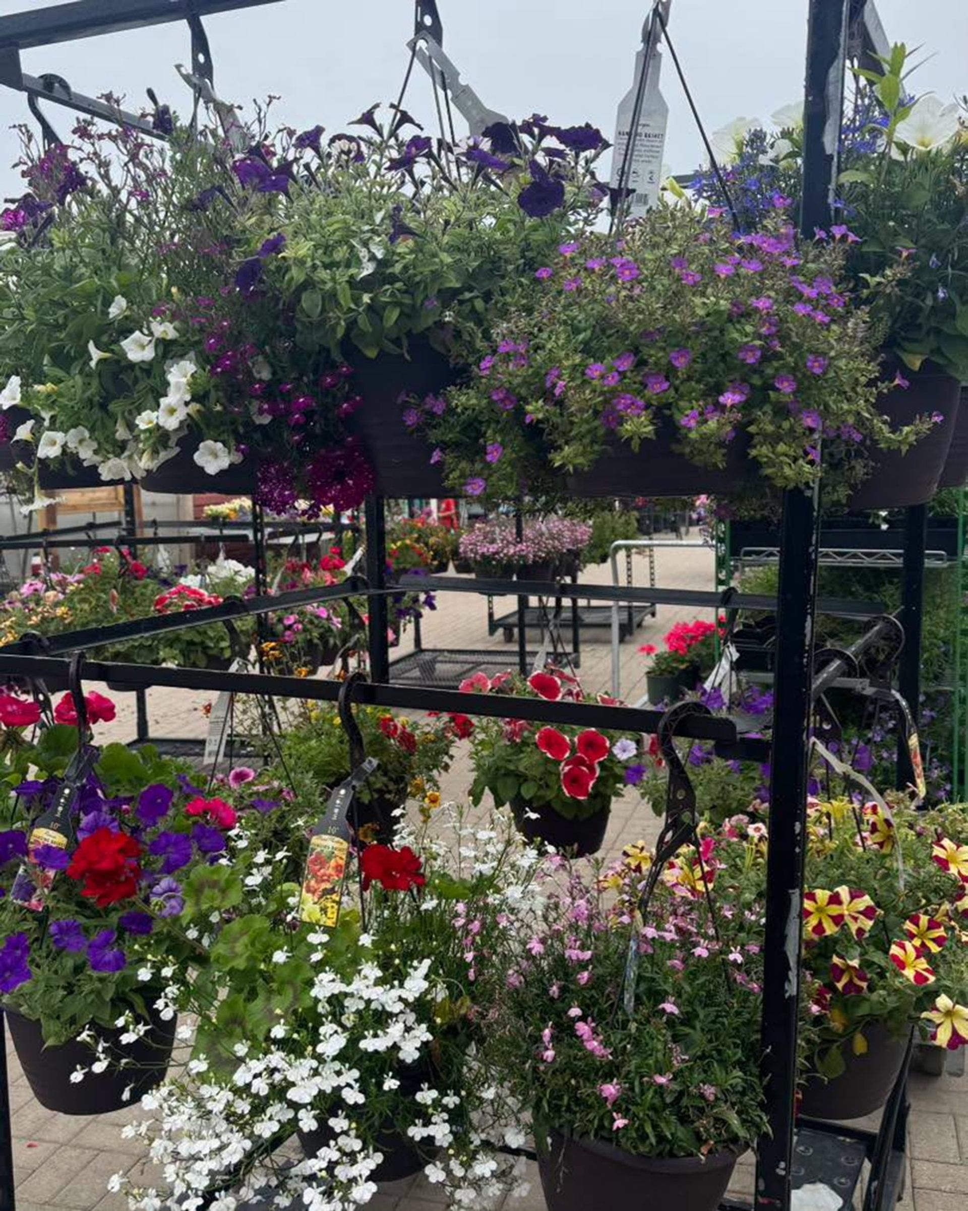 Hanging baskets filled with colourful flowers displayed on metal racks at an outdoor garden centre.