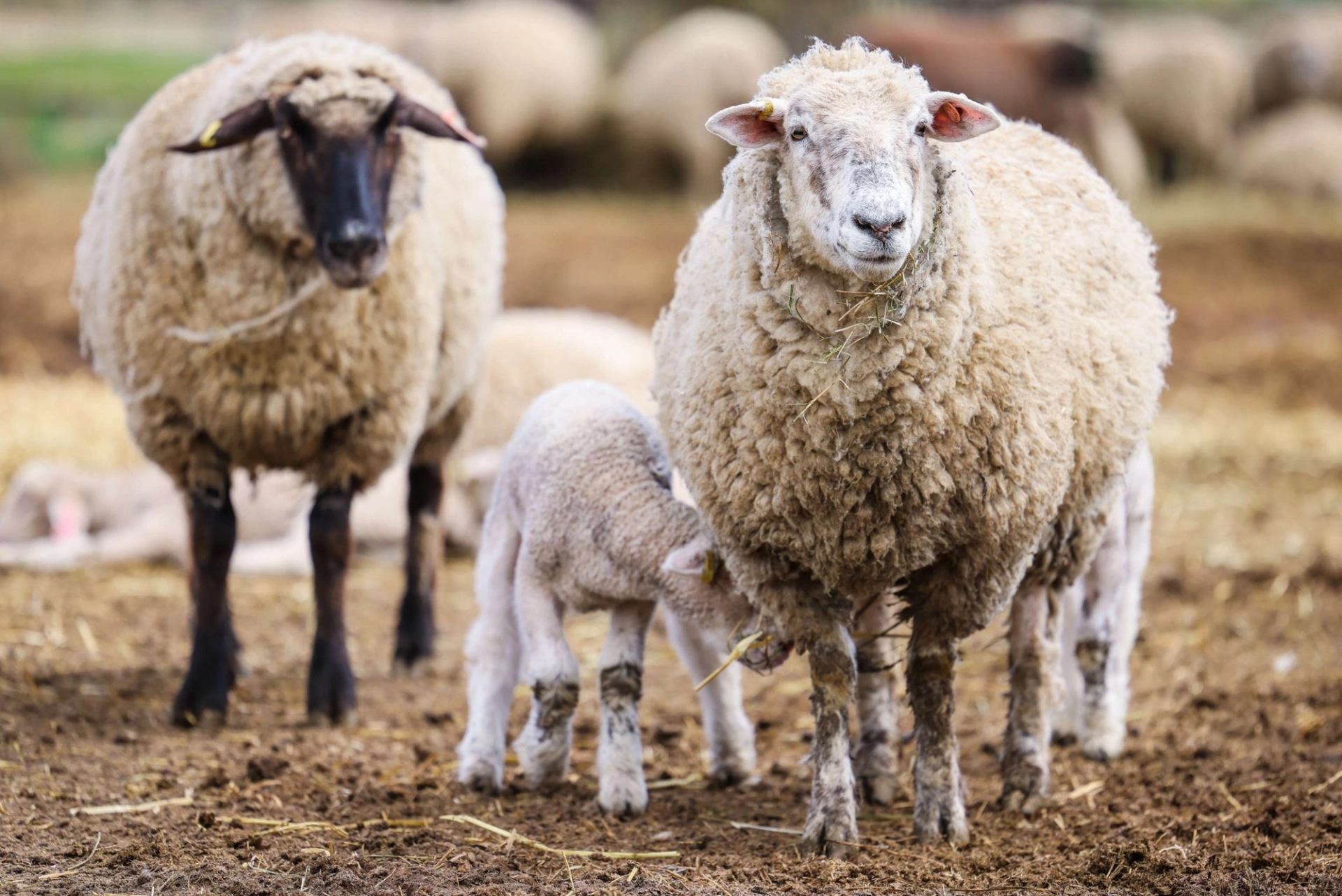 Sheep standing on dirt with lambs nursing, other sheep blurred in background.