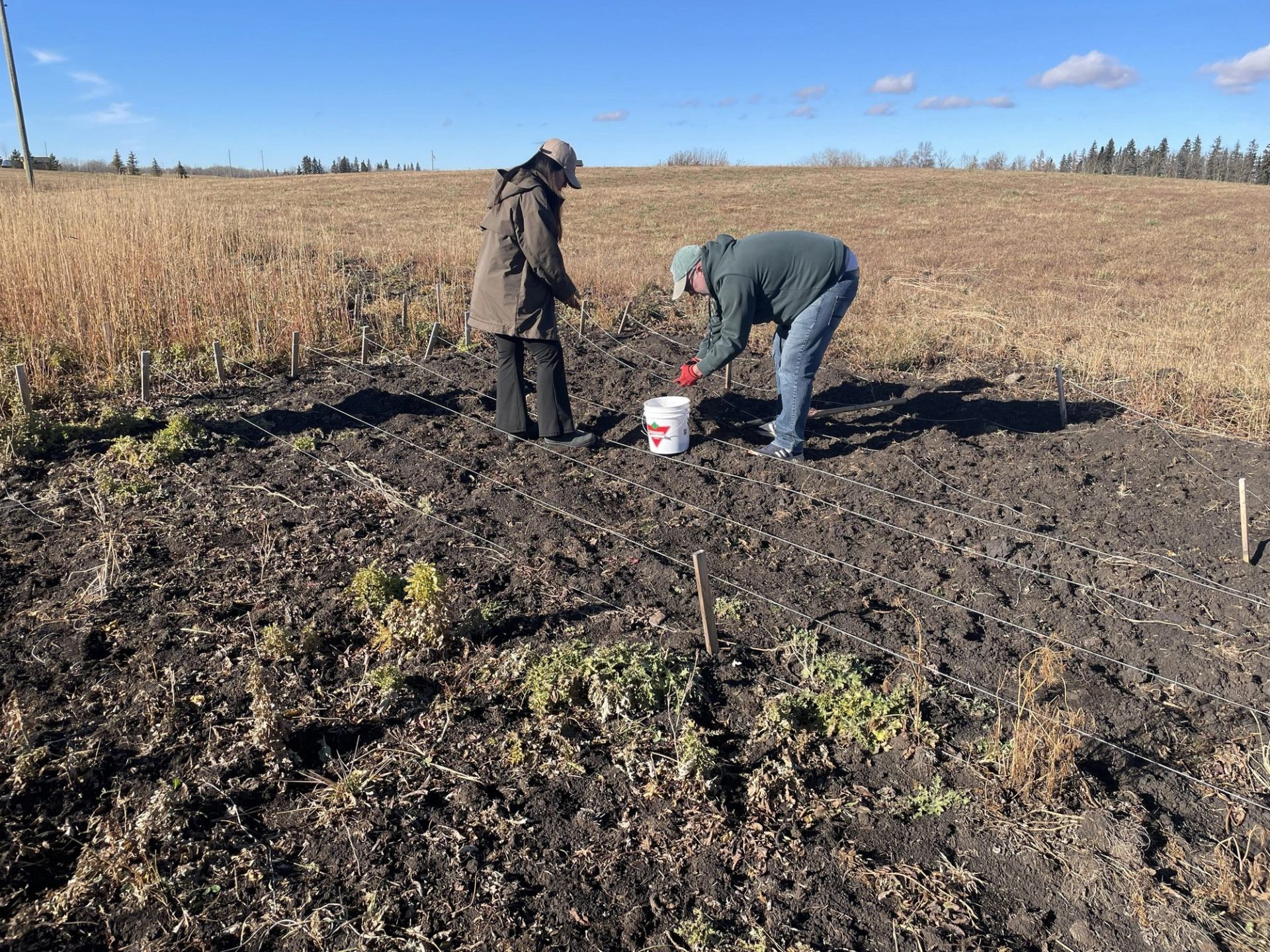 Two people work in a staked garden plot on open farmland under blue sky.