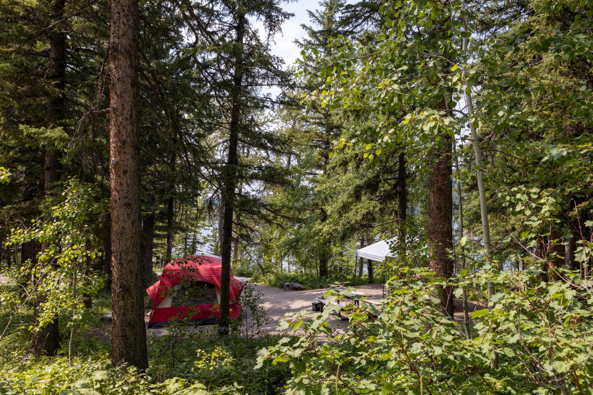 Red tent and picnic table under white canopy in dense forest campsite.