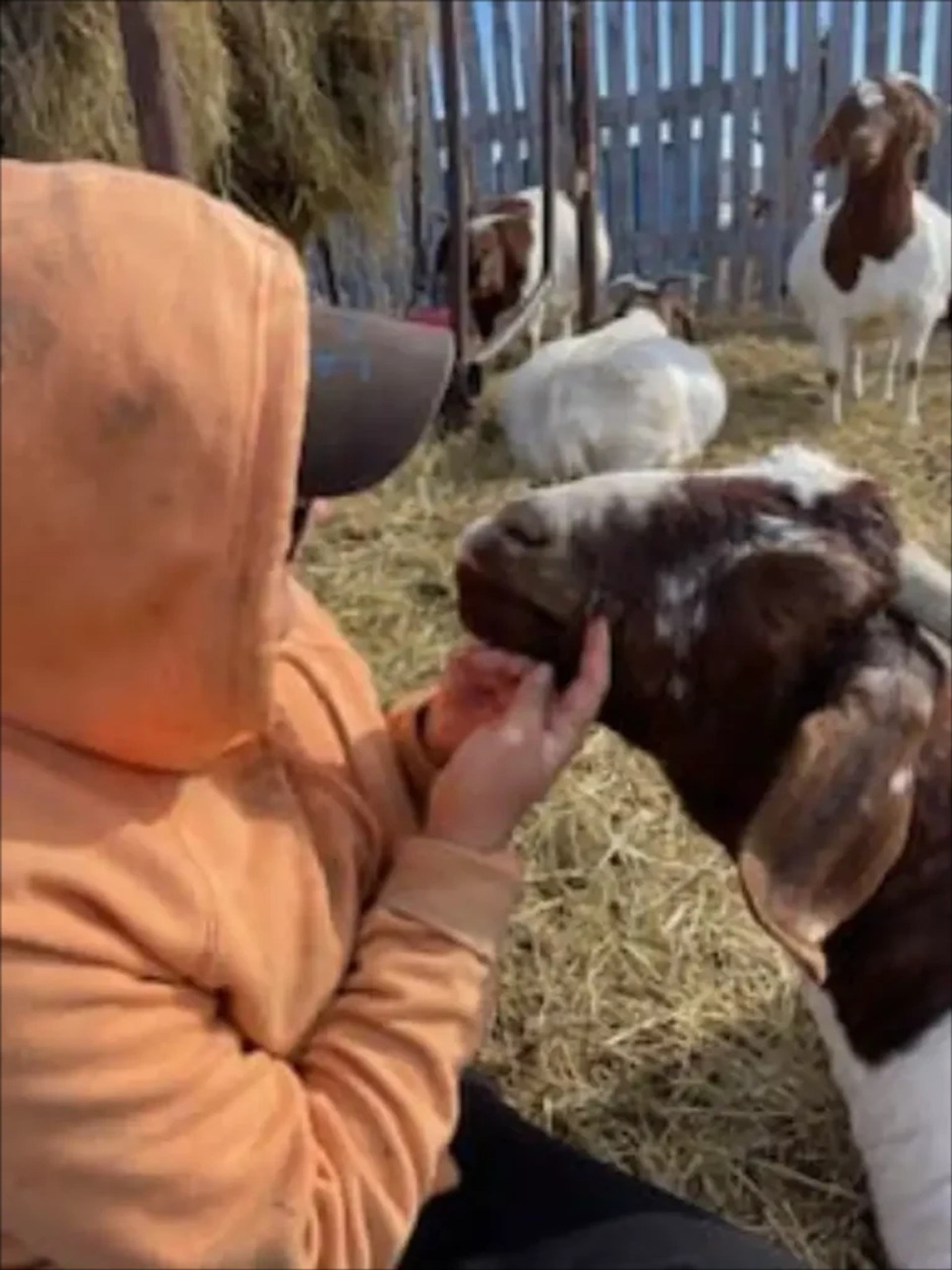 Person in orange hoodie sitting on straw, gently holding a brown and white goat.