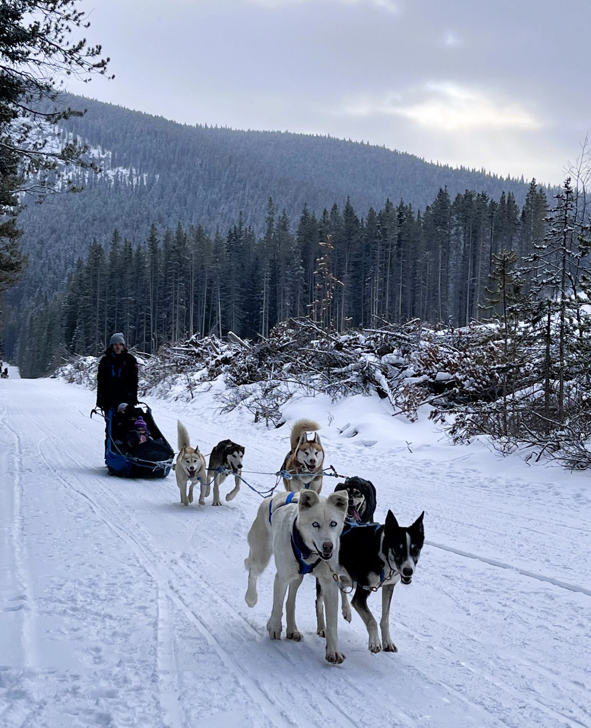 Dog sled team paused on a snowy trail with forested hills in the background during a winter tour.