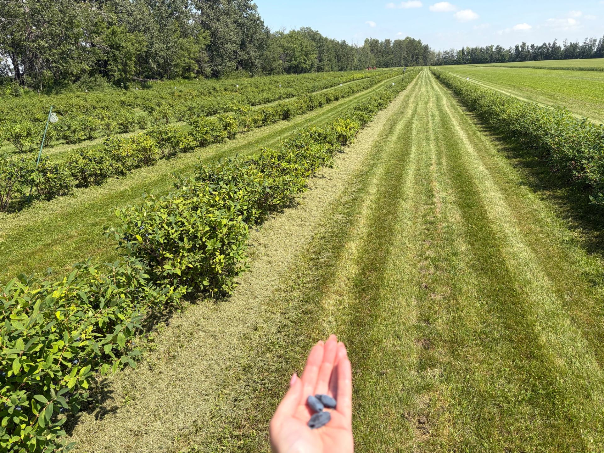 Hand holding dark berries over long rows of green bushes in field.