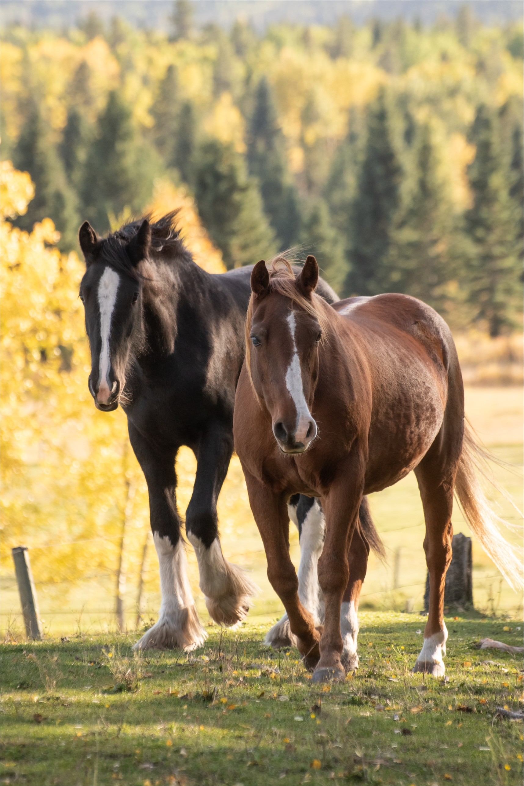Black and chestnut horses stand in a grassy field before yellow and green trees.